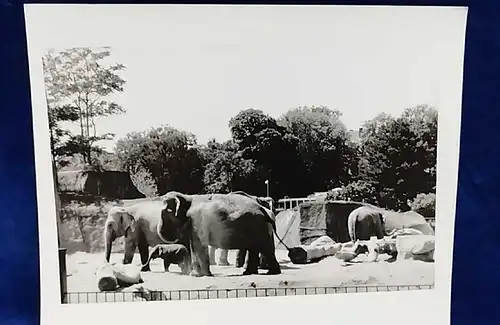 Altes Foto Zoo Köln Elefanten Original Leica Print Dr. Grygiel 30 X 24 cm
