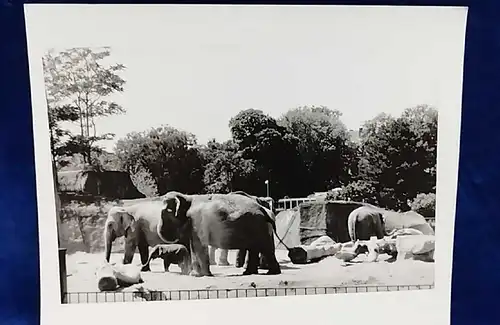  Altes Foto Zoo Köln Elefanten Original Leica Print Dr. Grygiel 30 X 24 cm 