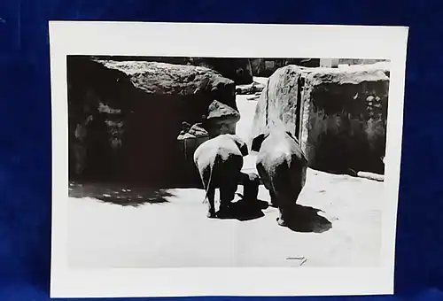  Altes Foto Zoo Köln Elefanten Original Leica Print Dr. Grygiel 30 X 24 cm 