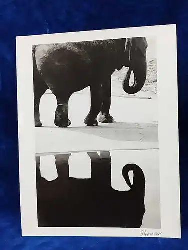 Altes Foto Zoo Köln Elefant Original Leica Print Dr. Grygiel 30 X 24 cm