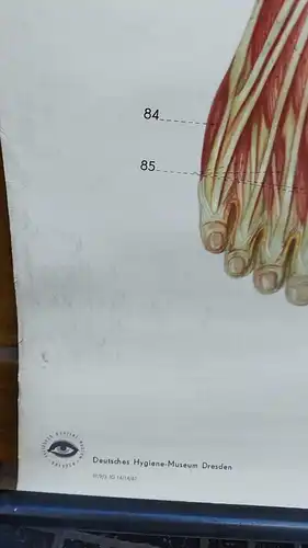 G015/ Alte Schulkarte DDR Muskeln Mensch Rollkarte Wandkarte Lebensgröße  82x196