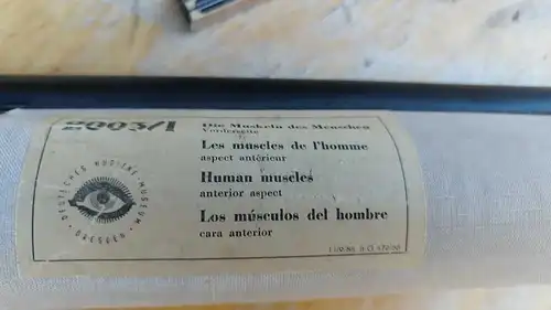 G015/ Alte Schulkarte DDR Muskeln Mensch Rollkarte Wandkarte Lebensgröße  82x196