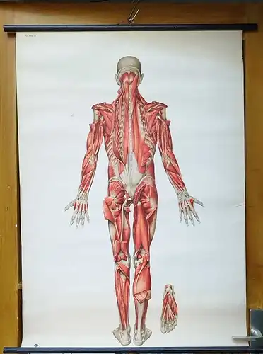 G014/Alte Schulkarte DDR Muskeln Mensch Rollkarte Wandkarte  Schulwandkarte 2033