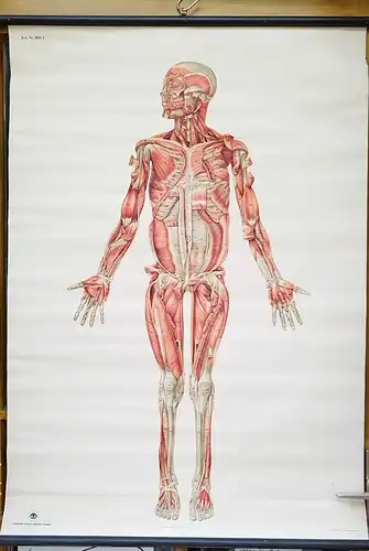 G013/Alte Schulkarte DDR Muskeln Mensch Rollkarte Wandkarte  Schulwandkarte 2033