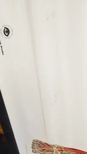 G013/Alte Schulkarte DDR Muskeln Mensch Rollkarte Wandkarte  Schulwandkarte 2033