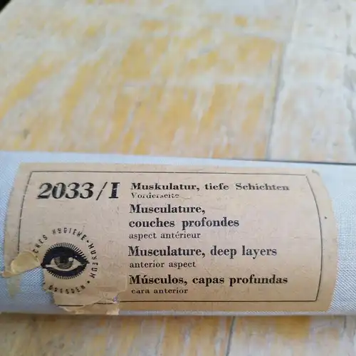 G013/Alte Schulkarte DDR Muskeln Mensch Rollkarte Wandkarte  Schulwandkarte 2033