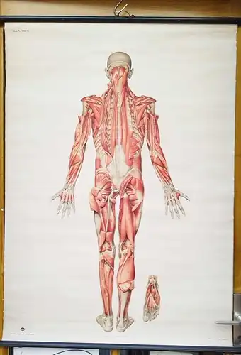G012/Alte Schulkarte DDR Muskeln Mensch Rollkarte Wandkarte  Schulwandkarte 2033