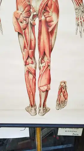 G012/Alte Schulkarte DDR Muskeln Mensch Rollkarte Wandkarte  Schulwandkarte 2033