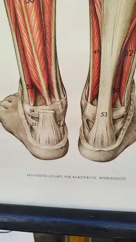 G012/Alte Schulkarte DDR Muskeln Mensch Rollkarte Wandkarte  Schulwandkarte 2033