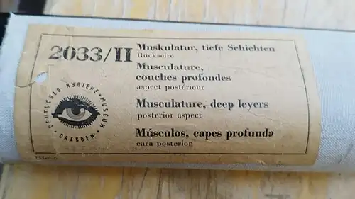 G012/Alte Schulkarte DDR Muskeln Mensch Rollkarte Wandkarte  Schulwandkarte 2033