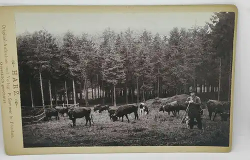 E801/ Altes Foto auf Karton Harz Hahnenklee 1898