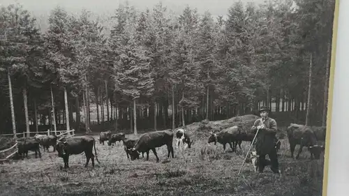 E801/ Altes Foto auf Karton Harz Hahnenklee 1898