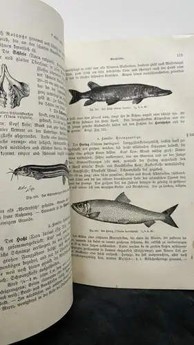 E502/ Wossidlo :Leitfaden der Zoologie. Erster Teil : die Tiere