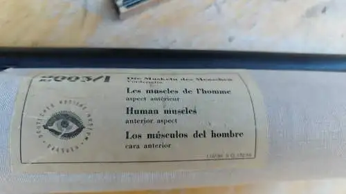 G015/ Alte Schulkarte DDR Muskeln Mensch Rollkarte Wandkarte Lebensgröße  82x196