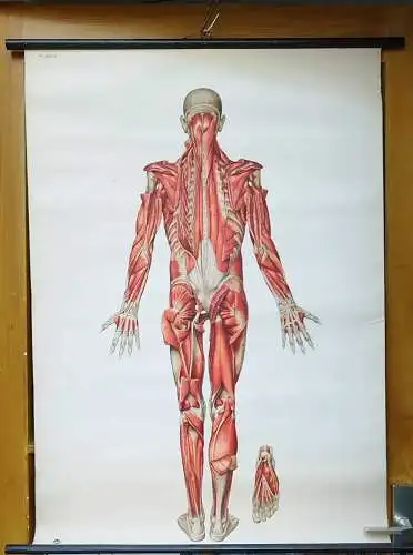 G014/Alte Schulkarte DDR Muskeln Mensch Rollkarte Wandkarte  Schulwandkarte 2033