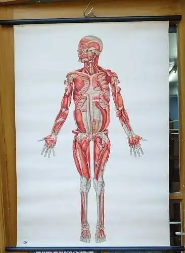 G016/ Alte Schulkarte DDR Muskeln Mensch Rollkarte Wandkarte 78 x 112 cm