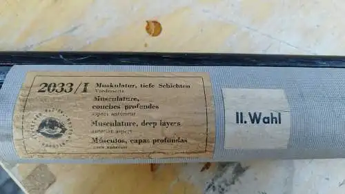 G016/ Alte Schulkarte DDR Muskeln Mensch Rollkarte Wandkarte 78 x 112 cm