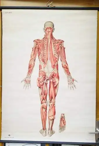 G012/Alte Schulkarte DDR Muskeln Mensch Rollkarte Wandkarte  Schulwandkarte 2033