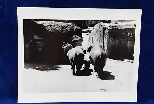  Altes Foto Zoo Köln Elefanten Original Leica Print Dr. Grygiel 30 X 24 cm 