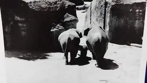  Altes Foto Zoo Köln Elefanten Original Leica Print Dr. Grygiel 30 X 24 cm 