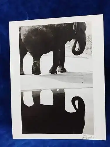  Altes Foto Zoo Köln Elefant Original Leica Print Dr. Grygiel 30 X 24 cm 