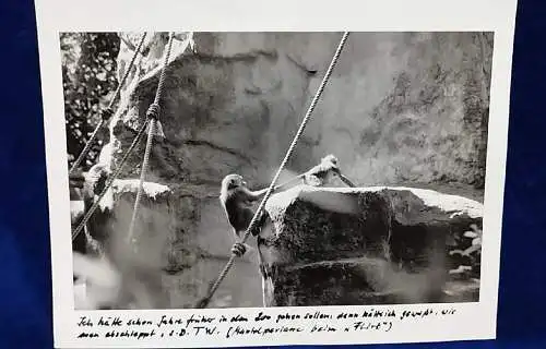  Altes Foto Köln Zoo Original Leica Print Dr. Grygiel 30 X 24 cm 