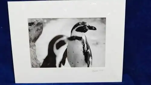   Altes Foto Zoo Köln Leica Print Dr. Grygiel  im Passepartout 30x40 cm