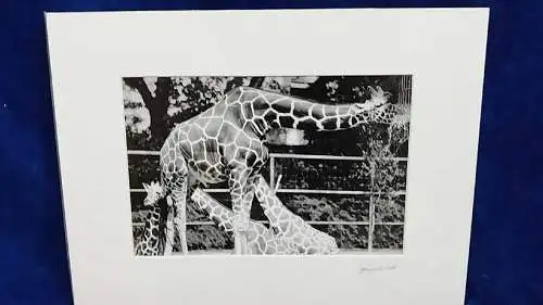   Altes Foto Zoo Köln Leica Print Dr. Grygiel  im Passepartout 30x40 cm