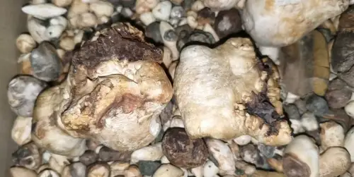  G694/ Baumperlen  Basteln  Talisman Waldkraft Glücksbringer Baumknolle 1,5 Kg 