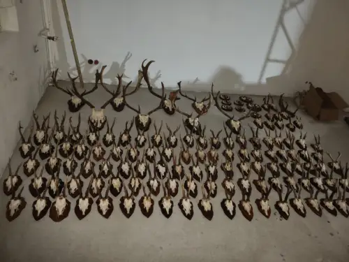  Rehgeweihe Geweihsammlung Keiler