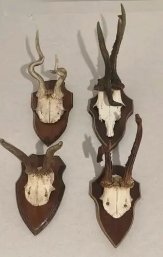 4 x abnorme Rehbock Rehgeweih Rehgehörn Geweih  Gehörn  Rehkrone