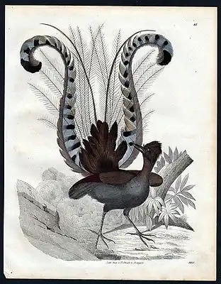 1843 - Leierschwanz Vogel lyre bird Vögel birds Lithographie lithograph