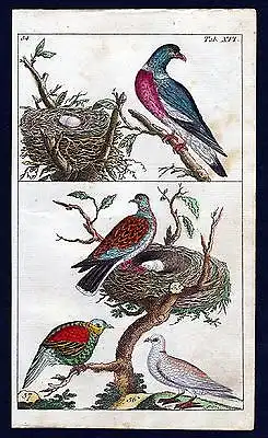 1800 Taube Ringeltaube wood pigeon bird Vogel Vögel birds Kupferstich engraving
