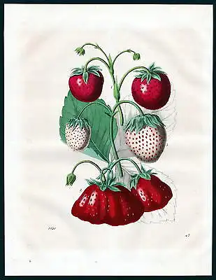 1851 Erdbeere Erdbeeren strawberry strawberries Lithographie lithograph Botanik