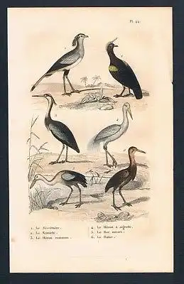 1840 - Sekretär Reiher Vögel Vogel birds antique print engraving Stahlstich