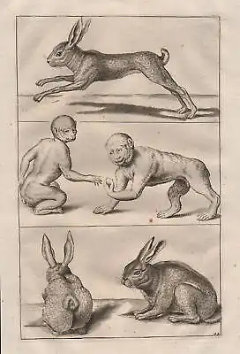 1700 Hase Affe Feldhase Affen rabbit brown hare monkey Kupferstich antique print