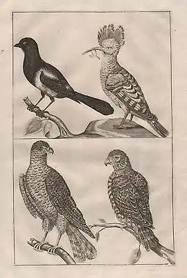 Adler Vögel Vogel Elster eagle bird magpie etching Kupferstich antique print