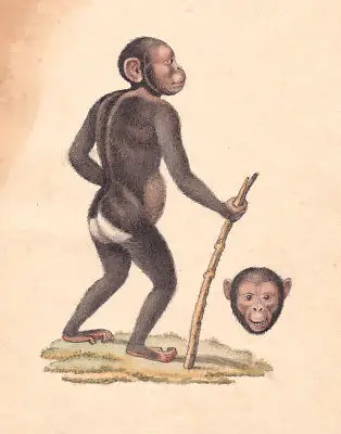 1800 Affe monkey singe Affen monkeys original Aquarell watercolor drawing 0