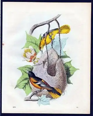 1860 - Baltimore Vogel Webervogel Vogel bird Lithographie lithograph