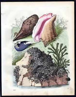 1856 - Conchylien Muscheln Algen mussel Lithographie lithograph
