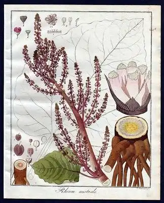 Ca. 1830 Emodi Rhabarber Rheum rhubarb Kupferstich engraving antique print