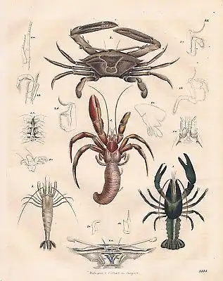 1844 - Krabben Krebse Krabbe Krebs crab crayfish Lithographie lithograph