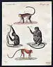 1800 Affen monkey monkeys Affe Säugetier Kupferstich Bertuch antique print