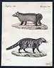 1800 Stinktier skunk Säugetier Kupferstich Bertuch antique print