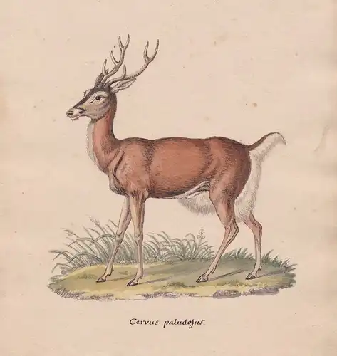 1800 deer Reh Rehbock chevreuil original Aquarell watercolor drawing