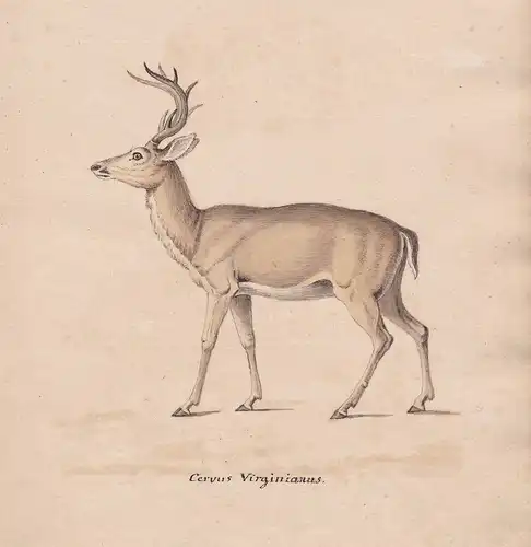 Hirsch Weißwedelhirsch virginia deer cerf original Aquarell watercolor drawing