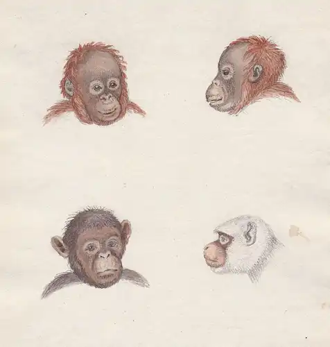 Singe Affe monkey Kopf head monkeys Affen original Aquarell watercolor drawing