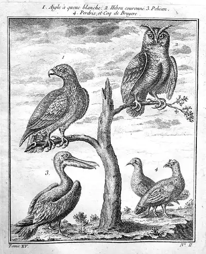 1750 Adler eagle Eule owl Pelikan pelican Vogel bird Kupferstich antique print