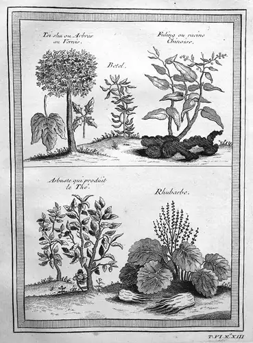 Ca. 1750 Rhabarber rhubarb Botanik botany China Kupferstich antique print