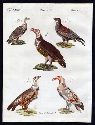Ohrengeier lappet faced vulture Geier Vögel birds Kupferstich engraving Bertuch